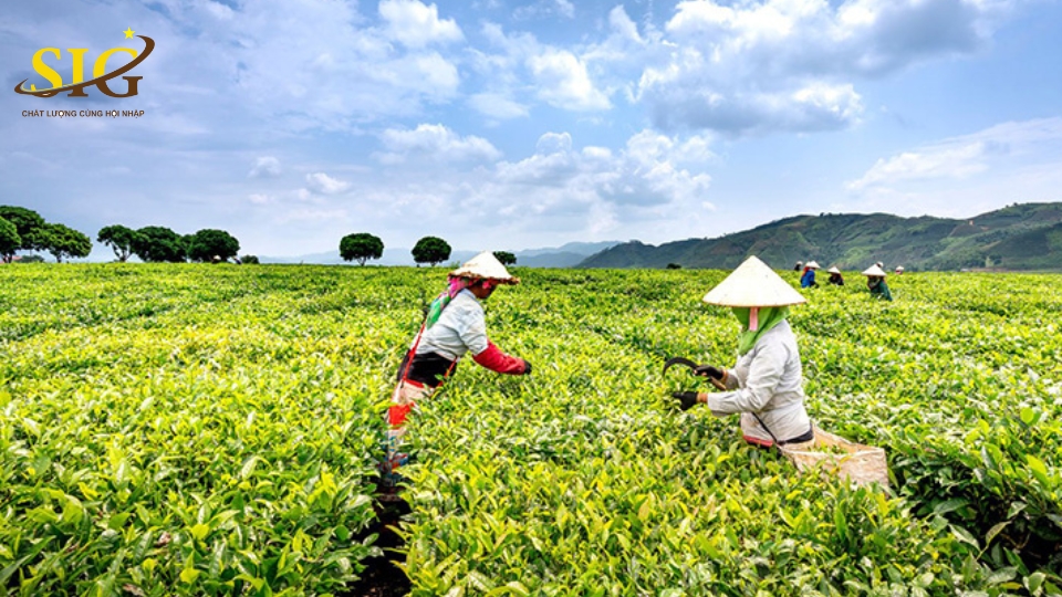 Tiêu chuẩn VietGAP
