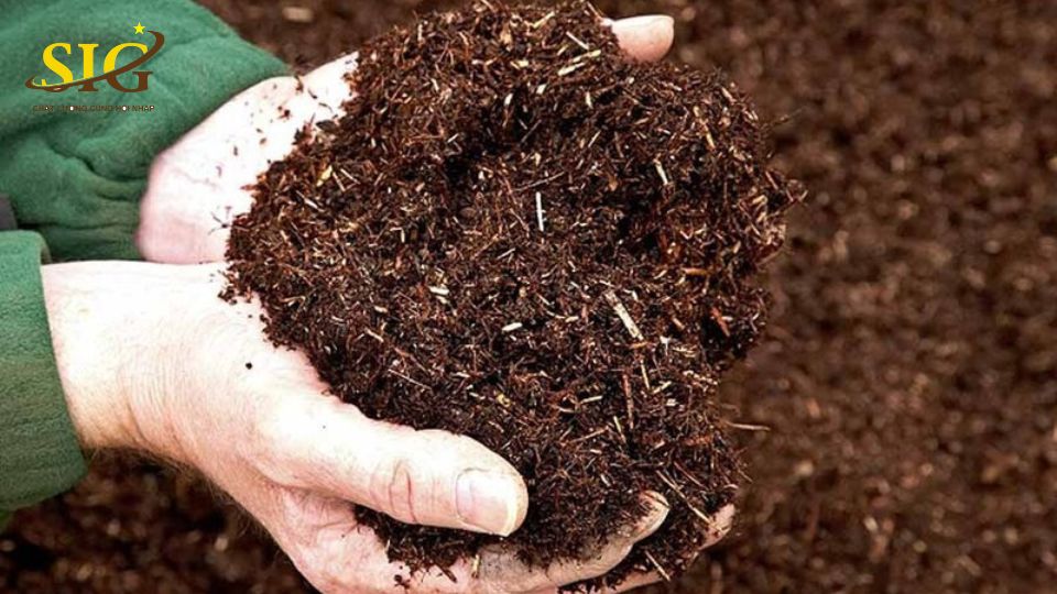 Trồng rau sạch theo tiêu chuẩn VietGAP