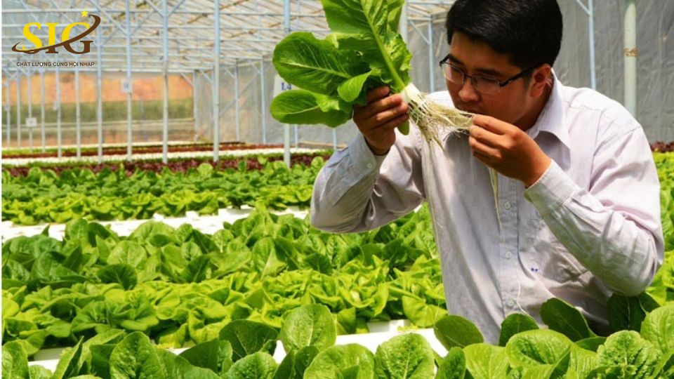 Trồng rau sạch theo tiêu chuẩn VietGAP