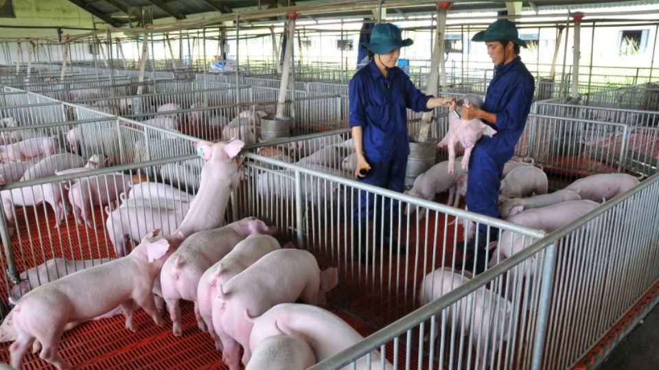 VietGAP chăn nuôi là gì