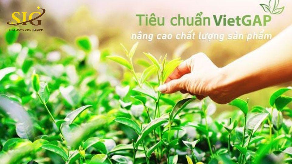 chứng chỉ VietGAP là gì