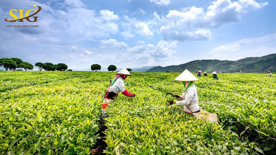 lợi ích của VietGAP