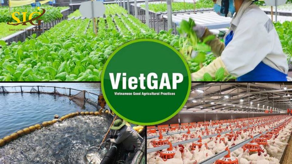 quy định VietGAP
