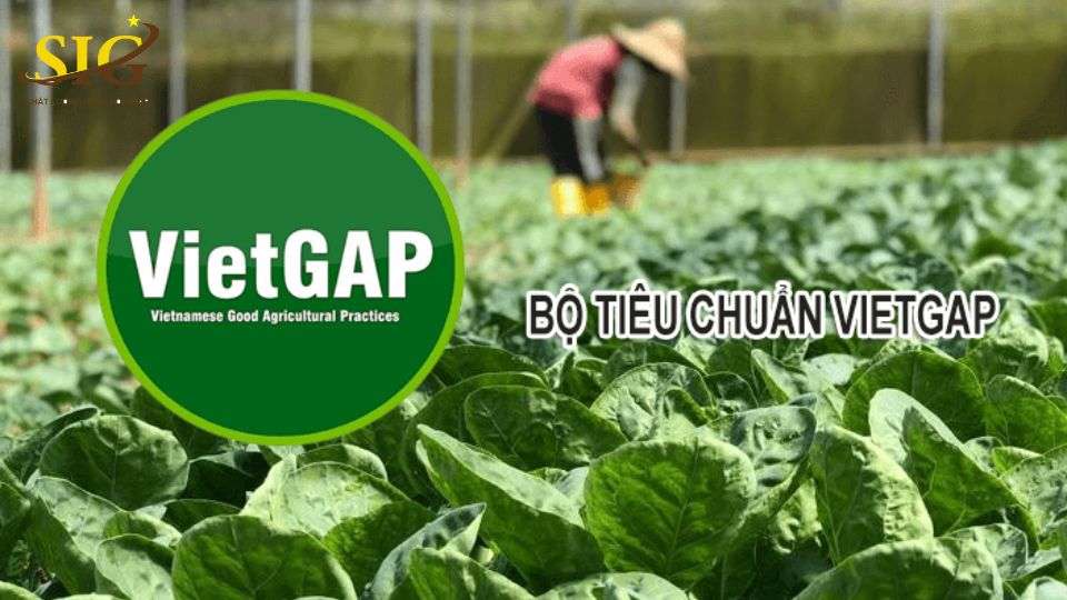 quy định VietGAP