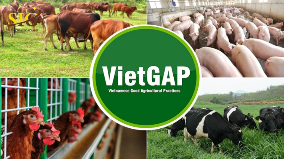 vietgap là gì